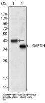 Protein Wnt-10b (WNT10B) Antibody