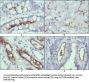 Protein Wnt-10b (WNT10B) Antibody