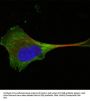 Protein Wnt-10b (WNT10B) Antibody