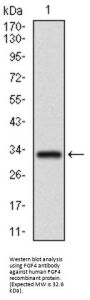 Fibroblast Growth Factor 4 (FGF4) Antibody