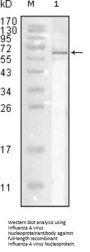 Influenza A virus Nucleoprotein Antibody