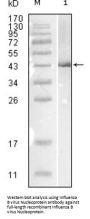 Influenza B virus Nucleoprotein Antibody