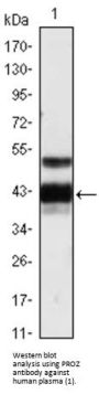 Vitamin K-Dependent Protein Z (PROZ) Antibody