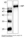Influenza A Nucleocapsid Protein (AIV NP) Antibody