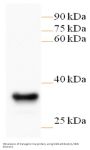 G418 (NPTII) Antibody