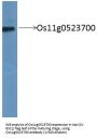 Os11g0523700 Antibody