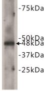 Cadherin EGF LAG Seven Pass G-Type Receptor 2 (CELSR2) Antibody