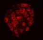 Cadherin EGF LAG Seven Pass G-Type Receptor 2 (CELSR2) Antibody