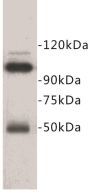 Melanoma Cell Adhesion Molecule (MCAM) Antibody