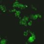 Transcription Factor SOX-2 (SOX2) Antibody