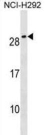 CFC1B Antibody