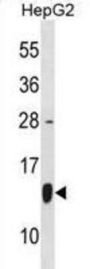 HSPE1 Antibody
