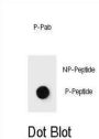 mouse JUN (pT289) Antibody