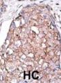 Sialic Acid Binding Ig Like Lectin 7 (SIGLEC7) Antibody