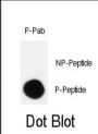 CRK (pS41) Antibody