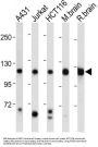PI3KCA Antibody