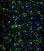 Microtubule Associated Protein 2 (MAP2) Antibody