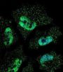 ELAV (Embryonic Lethal, Abnormal Vision, Drosophila)-Like 1 (Hu Antigen R) (ELAVL1) Antibody
