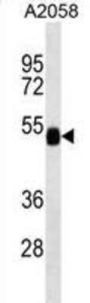 FUCA2 Antibody