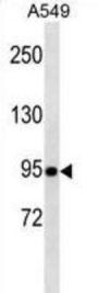 TLE1 Antibody