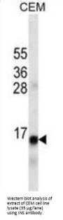 Insulin (INS) Antibody