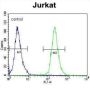 POTE Ankyrin Domain Family Member B (POTEB) Antibody