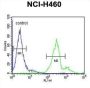 Lysosomal-Associated Transmembrane Protein 5 (LAPTM5) Antibody