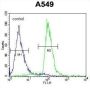 PCNA-Interacting Partner (C12orf48) Antibody