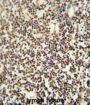 PCNA-Interacting Partner (C12orf48) Antibody