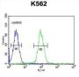 Aldo-Keto Reductase Family 1 Member C3 (AKR1C3) Antibody