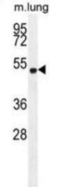 ELL Antibody