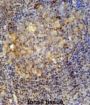 Neprilysin / NEP (MME) Antibody