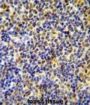 DNA-Binding Protein Ikaros (IKZF1) Antibody