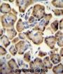 Rap Associating With DIL Domain (RADIL) Antibody