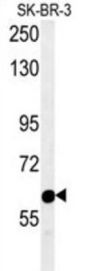 Rap Associating With DIL Domain (RADIL) Antibody