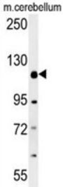 Rap Associating With DIL Domain (RADIL) Antibody