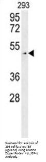 Leucine Zipper Protein 4 (LUZP4) Antibody