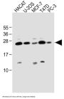 SCXA Antibody