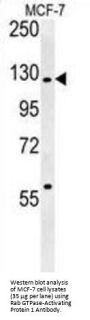 Rab GTPase-Activating Protein 1 (RABGAP1) Antibody
