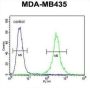 C-C Chemokine Receptor Type 8 (CCR8) Antibody