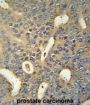 MICALL1 Antibody