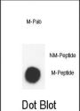Me2-Histone (H3) Antibody