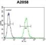 WD Repeat-Containing Protein 21C (WDR21C) Antibody