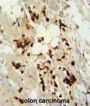 WD Repeat-Containing Protein 21C (WDR21C) Antibody