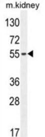 F-Box Only Protein 39 (FBXO39) Antibody