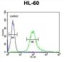 B3GNT4 Antibody