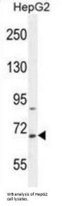 BUD13 Homolog (BUD13) Antibody