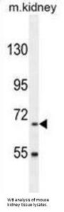 BUD13 Homolog (BUD13) Antibody