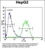 BUD13 Homolog (BUD13) Antibody