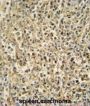 RNT2 Antibody